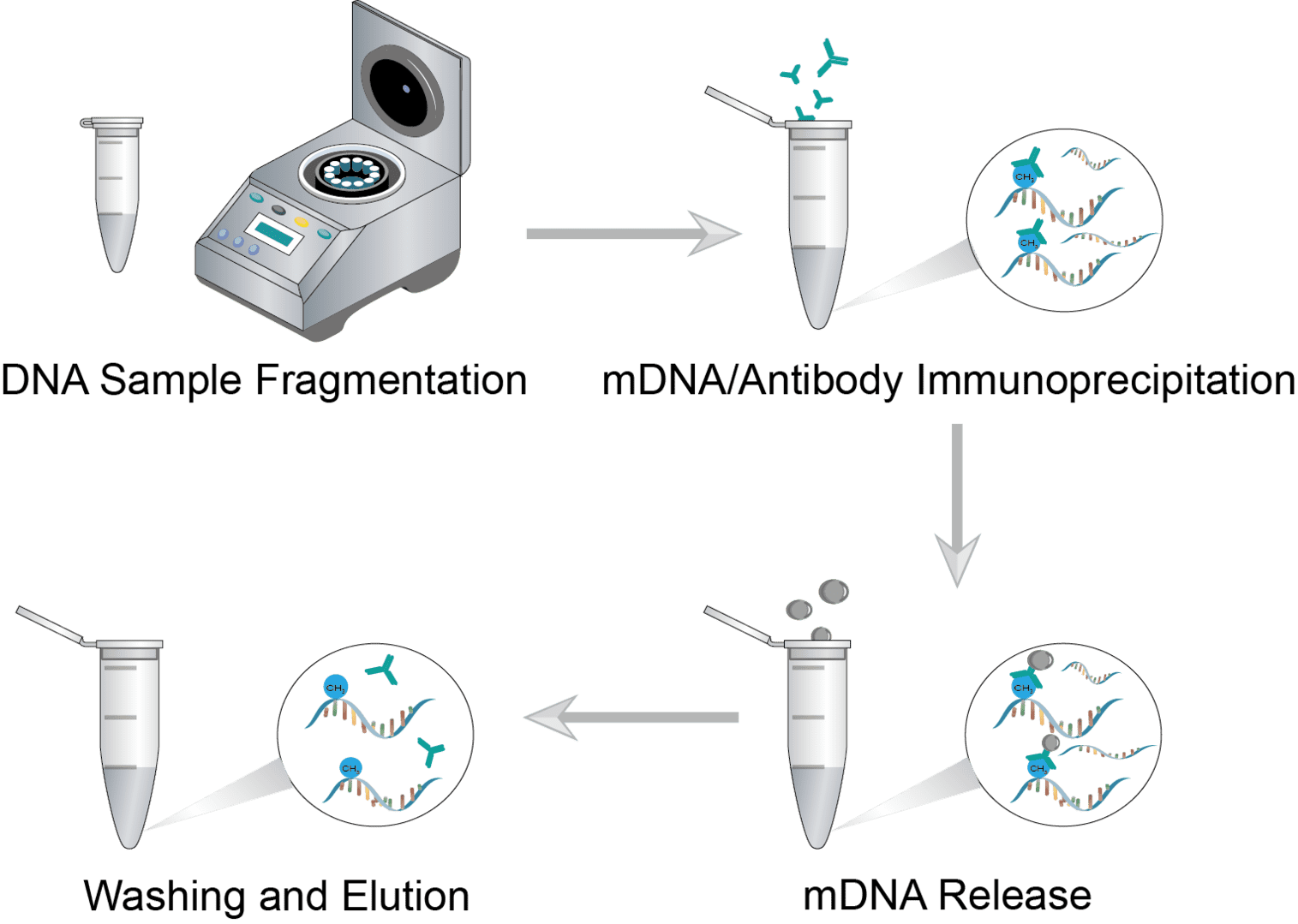 Methylated DNA Immunoprecipitation